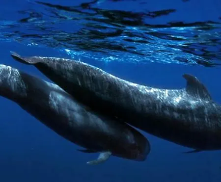 Διαμέρισμα Ocean House & Perfect For Costa Adeje (Tenerife)