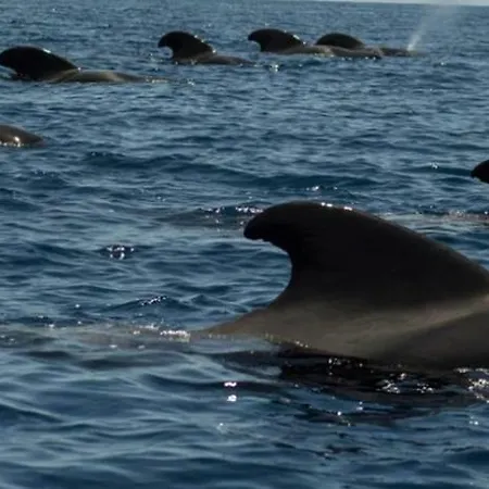 Ocean House & Perfect For Адехе